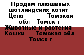 Продам плюшевых шотландских котят › Цена ­ 5 000 - Томская обл., Томск г. Животные и растения » Кошки   . Томская обл.,Томск г.